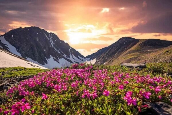 Valley of Flowers Trek