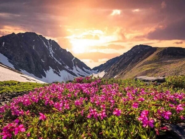 Valley of Flowers Trek